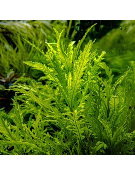 Hygrophila odora  - In vitro Tropica Tropica - 2