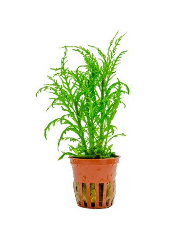 TROPICA Hygrophila odora - Aquabota.com