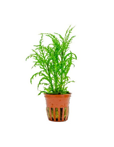 TROPICA Hygrophila odora - Aquabota.com