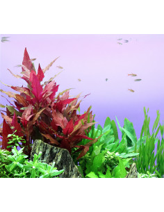 Alternanthera reineckii 'Red'