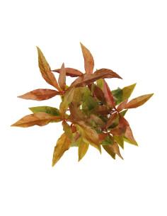 Alternanthera reineckii 'Red' 2