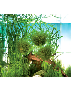 Java moss
