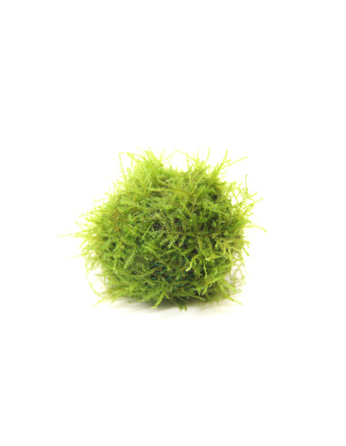Java moss