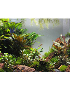 Bucephalandra spec.  sur lave 2