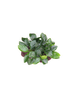 Anubias barteri var. nana