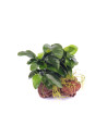 Anubias barteri var. nana