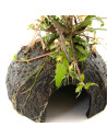 Nano Cave mit Hygr. pinnatifida