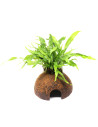 Microsorum pteropus coco