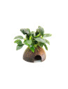 Anubias barteri var. nana sur coco