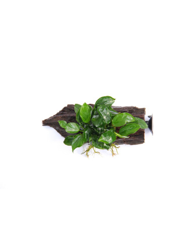 Anubias barteri var. nana sur ventouse