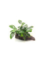 Anubias barteri var. nana