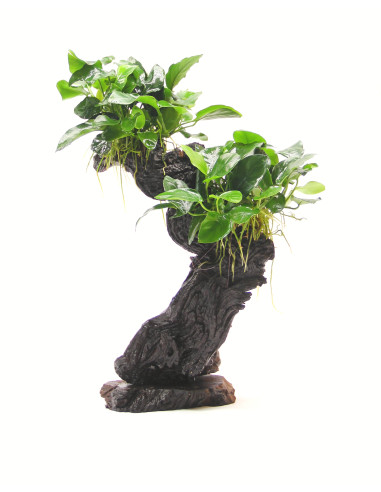Mbunas  Anubias barteri var. nana