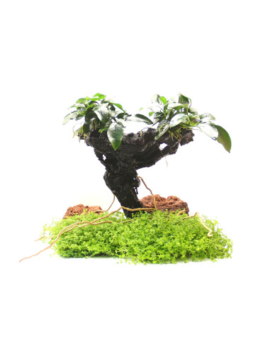Mbunas  Anubias barteri var. nana