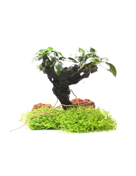 Mbunas  Anubias barteri var. nana