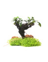 Mbunas  Anubias barteri var. nana