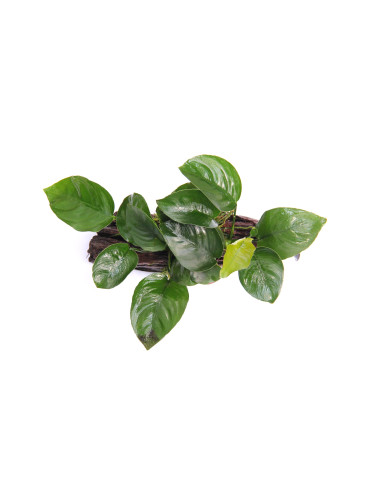 Anubias barteri sur racine