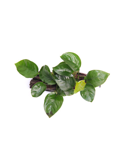 Anubias barteri sur racine