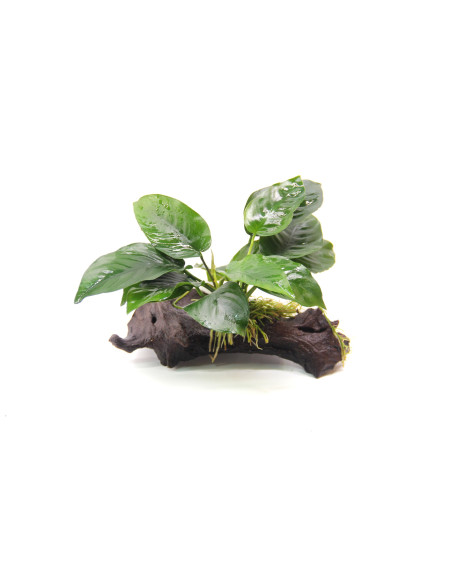 Anubias barteri sur racine