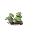 Anubias barteri