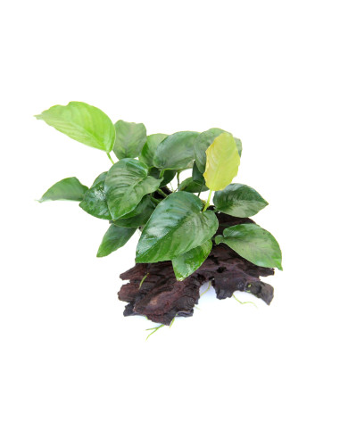 Anubias barteri