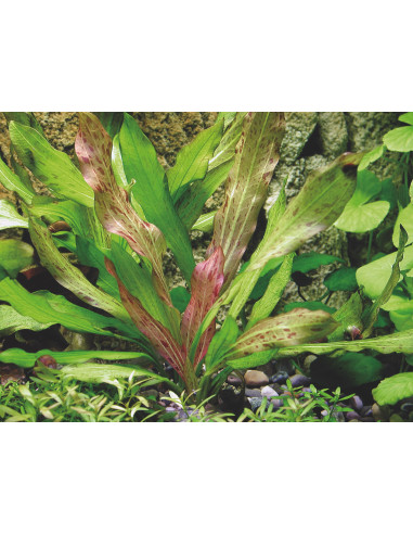 Echinodorus Dschungelstar No. 3 'Python'