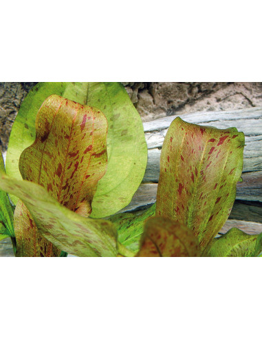 Echi. Dschungelstar No. 9 'Spotted Harbich'