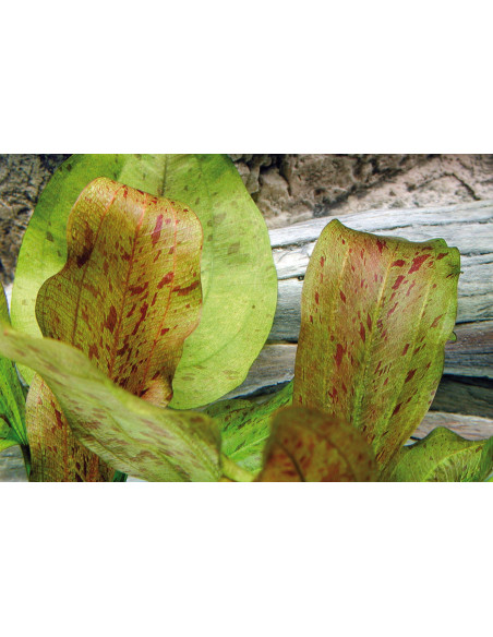 Echi. Dschungelstar No. 9 'Spotted Harbich'