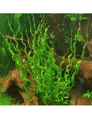 Helanthium bolivianum 'Vesuvius' 5,00 €