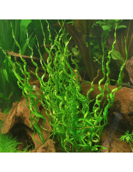 Helanthium bolivianum 'Vesuvius' 5,00 €