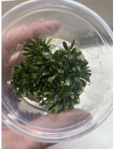 Bucephalandra sp. "Mini Catherinae"