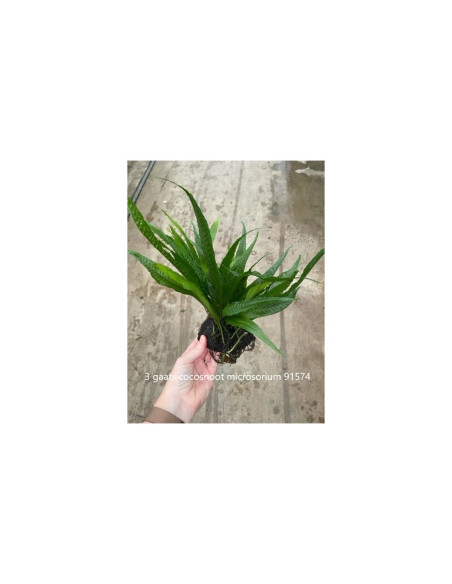 1/2 noix de coco avec microsorum 11,98 €