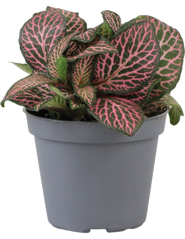 Fittonia Pink Specik