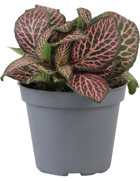 Fittonia Pink Specik