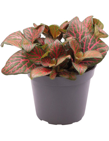 Fittonia Joly Josan