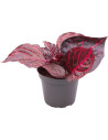 Iresine Herbstii Bloodleaf