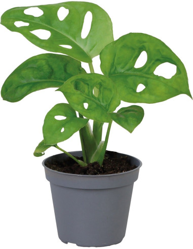 Monstera Obliqua