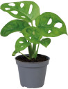 Monstera Obliqua
