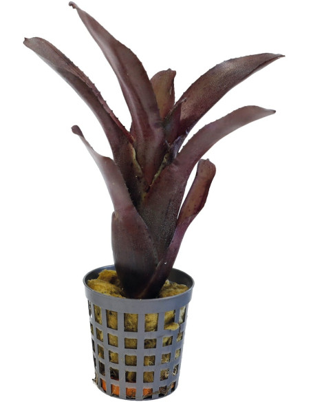 Neoregelia Amazon