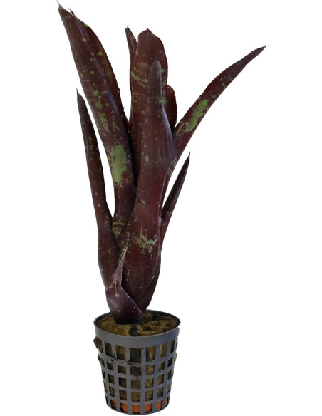 Neoregelia Hera Little Bright