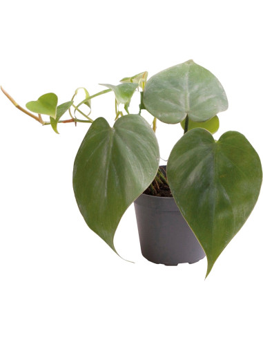 Philodendron Scandens
