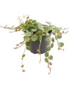 Peperomia Prostrata