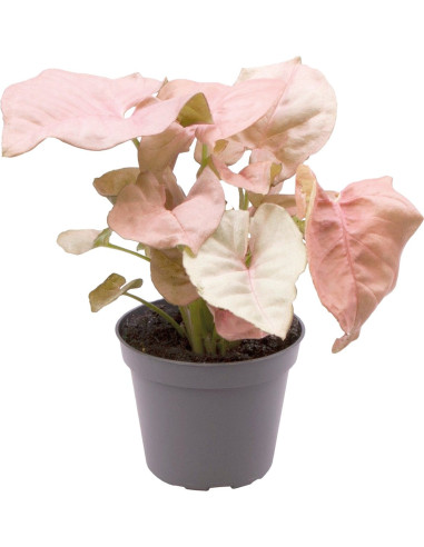 Syngonium Neon