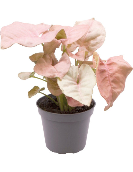 Syngonium Neon