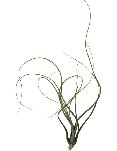 Tillandsia Butzii