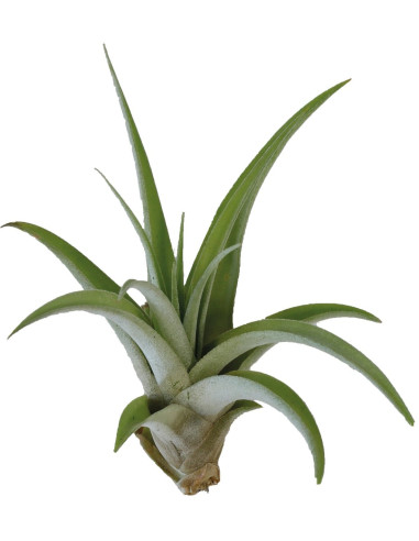 Tillandsia Capitata Peach