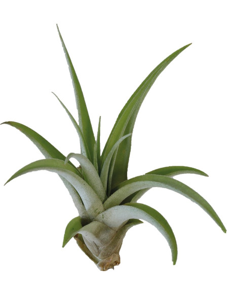 Tillandsia Capitata Peach