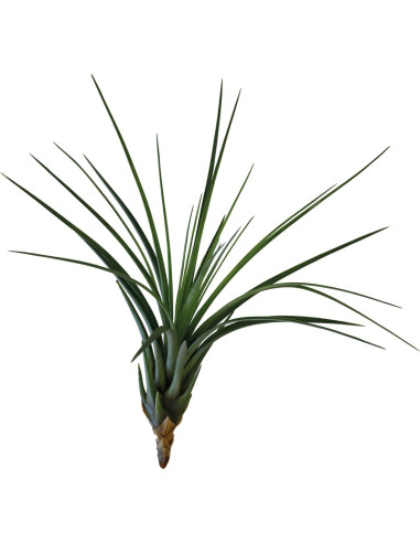 Tillandsia Melanocrater Tricolor