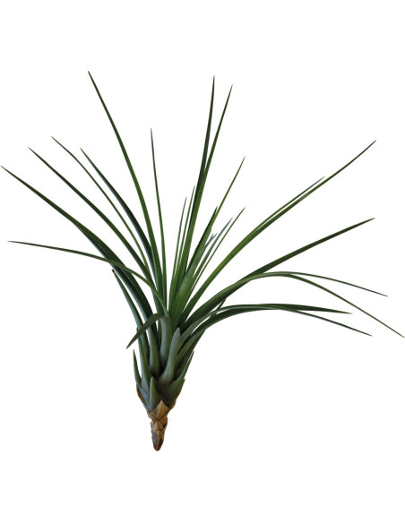 Tillandsia Melanocrater Tricolor