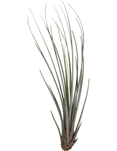 Tillandsia Juncea