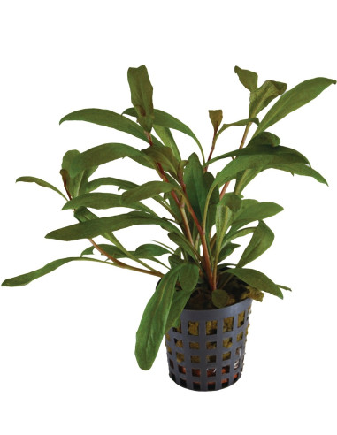 Lysimachia parvifolia (Samolus parviflorus red)